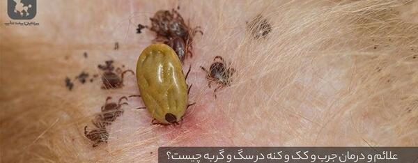 عکس کنه ی سگ