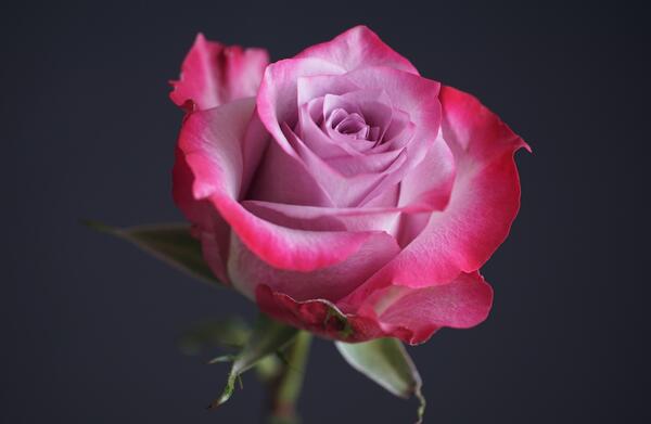 عکس باکیفیت گل