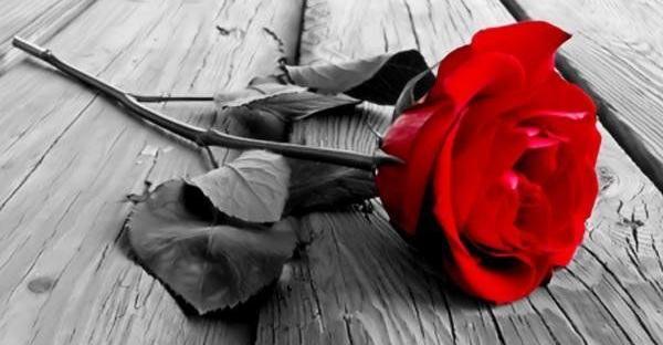عکس های غمگین گل