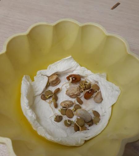 عکس کاشت لوبیا در لیوان یکبار مصرف