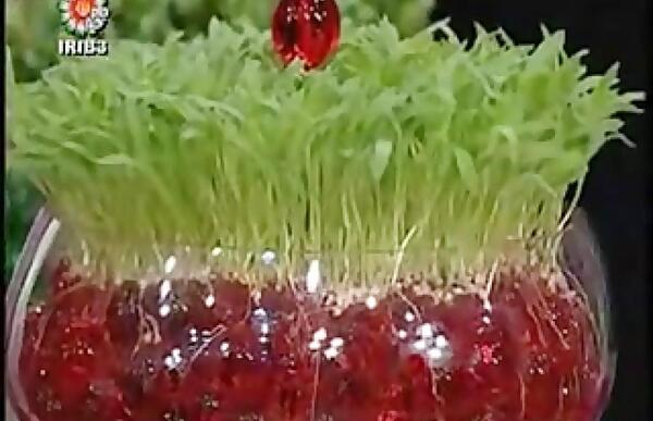 عکس سبزه خاک ژله ای