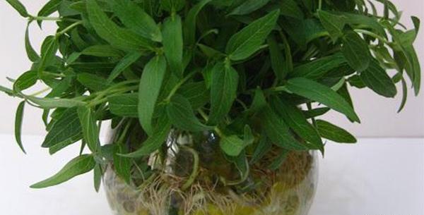 عکس سبزه خاک ژله ای