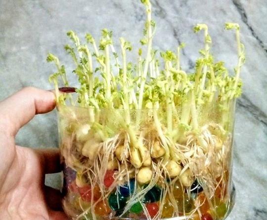عکس سبزه خاک ژله ای