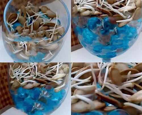 عکس سبزه خاک ژله ای