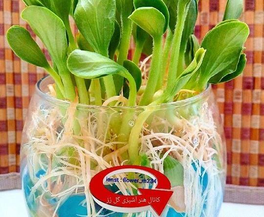 عکس سبزه خاک ژله ای