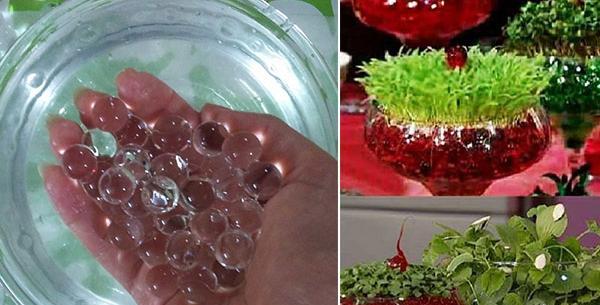 عکس سبزه خاک ژله ای