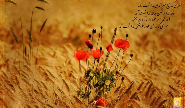 متن برای عکس گندم زار