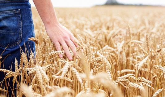 متن برای عکس گندم زار