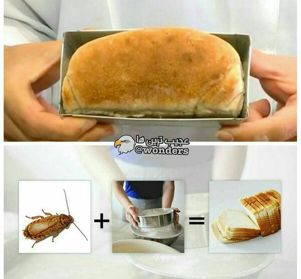 عکس سوسک نان