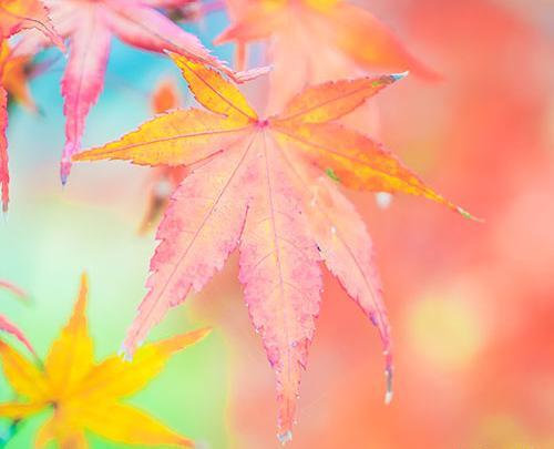 عکس برگ زیبای پاییز