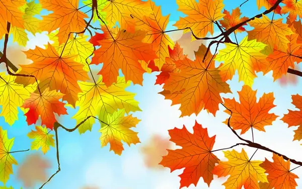 عکس برگ زیبای پاییز