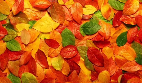 عکس برگ زیبای پاییز