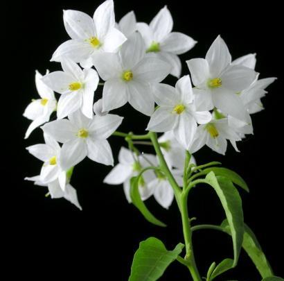 عکس گل یاسمین سفید
