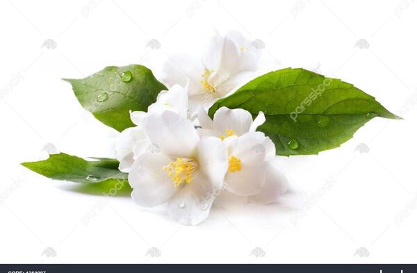 عکس گل یاسمین سفید