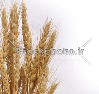 عکس لایه باز گندم