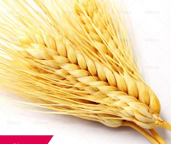 عکس لایه باز گندم