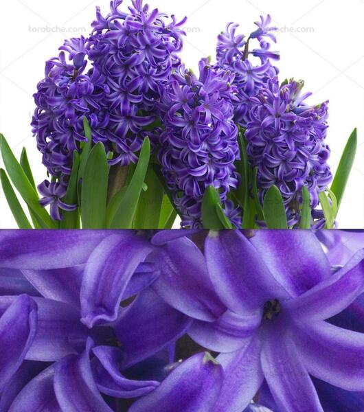 عکس گل سنبل
