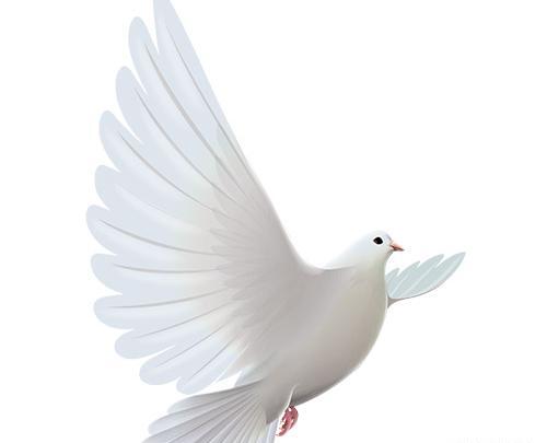 عکس حرم png