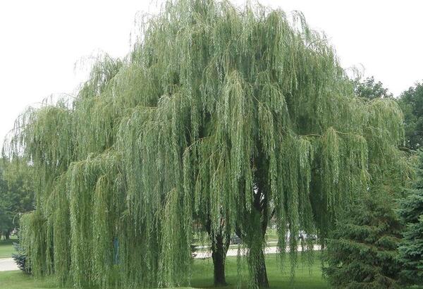 عکس درخت بید نقاشی