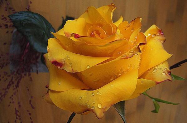 عکس پروفایل گل های پاییزی