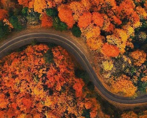 عکس پروفایل گل های پاییزی