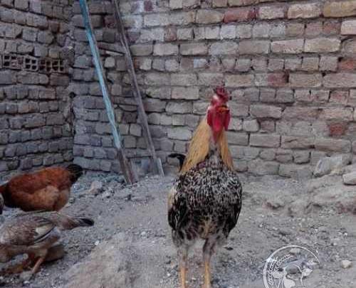 عکس خروس چهل تاج