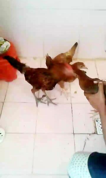 عکس خروس چهل تاج