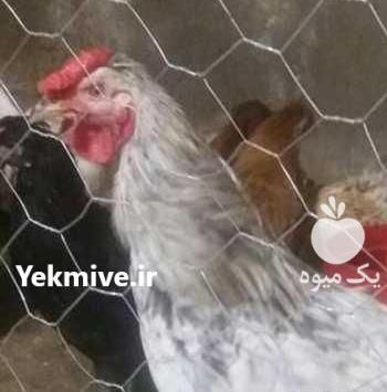 عکس خروس چهل تاج