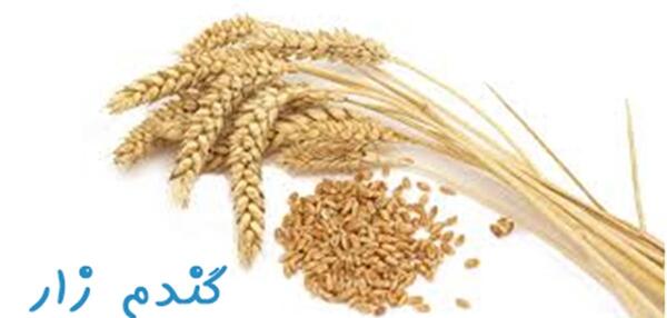 عکس گندم زار کودکانه