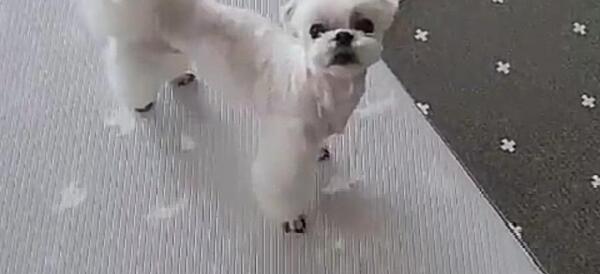 عکس سگ جیسو