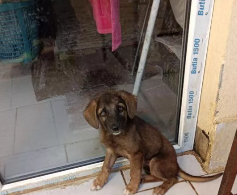 عکس سگ ژرمن دوبرمن میکس