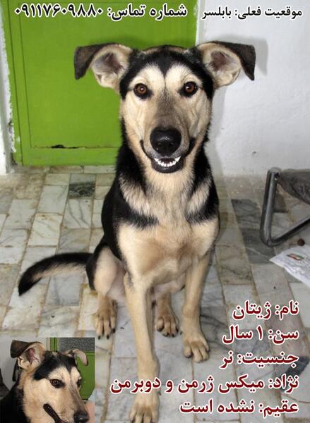 عکس سگ ژرمن دوبرمن میکس