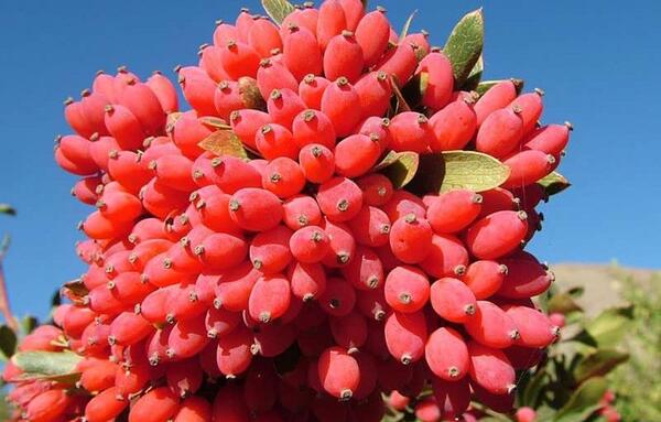 عکس انواع زرشک