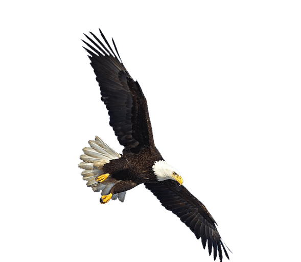 عکس عقاب png