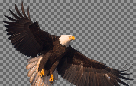 عکس عقاب png