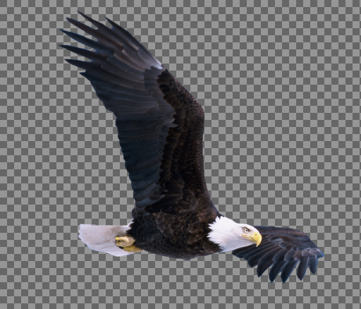 عکس عقاب png
