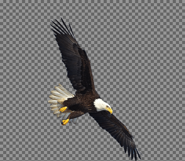 عکس عقاب png