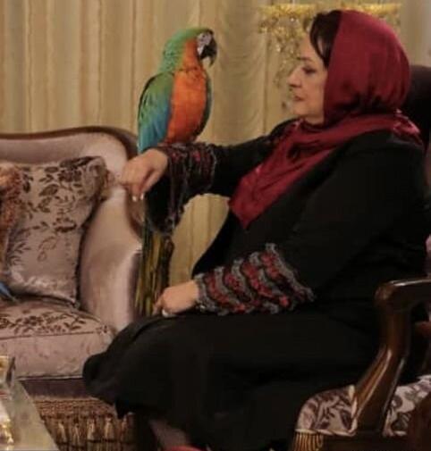 عکس همسر طوطی سلیمی