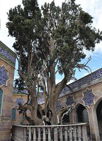 عکس ضریح دختر امام حسین