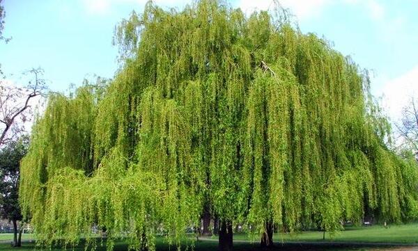 عکس های درخت بید مجنون