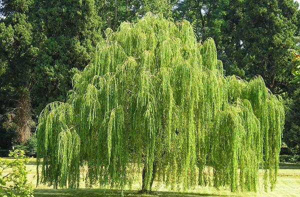 عکس های درخت بید مجنون