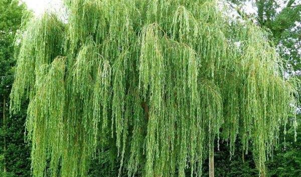 عکس های درخت بید مجنون