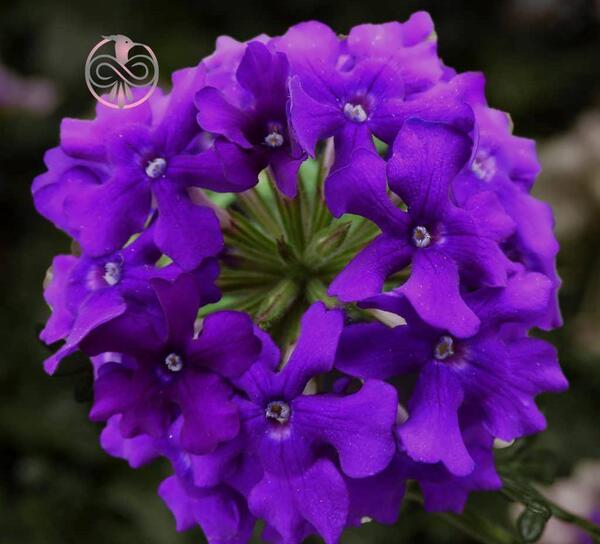 عکس شاه گل