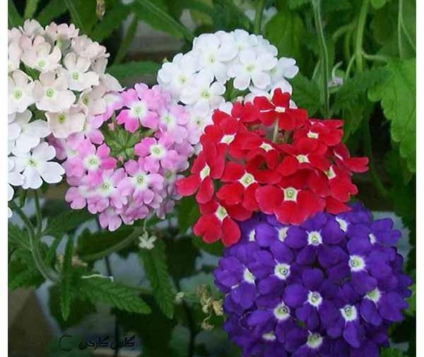 عکس شاه گل