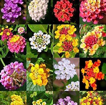 عکس شاه گل