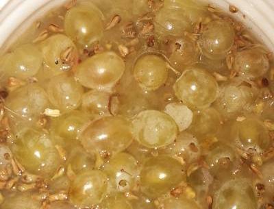 عکس پشه سرکه