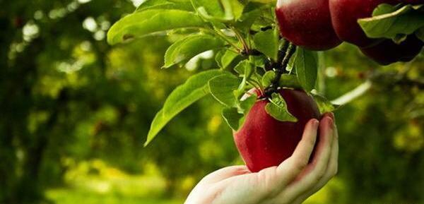 عکس میوه نشسته