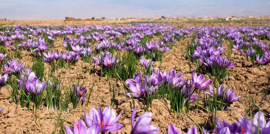 عکس زعفران چینی