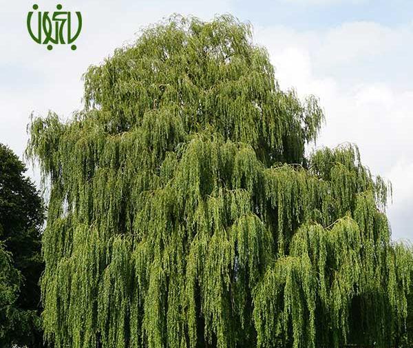 عکس تصاویر درخت بید مجنون