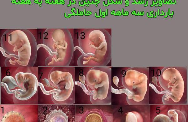 عکس و تصویر جنین سقط شده در هفته پنجم